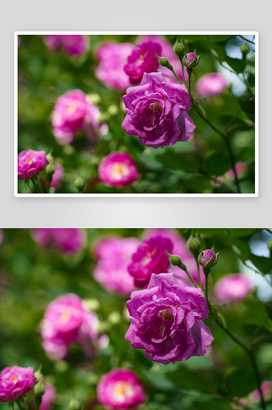 蔷薇花高清图片素材