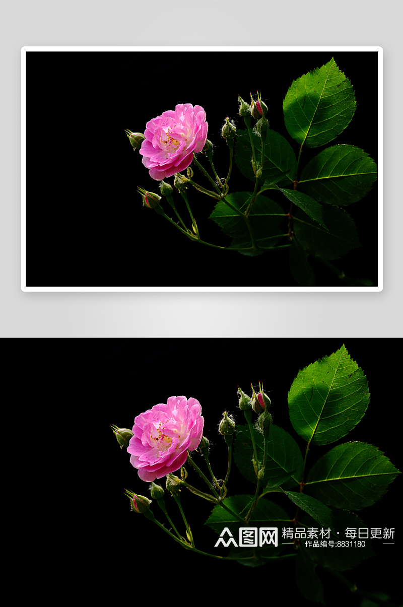 植物绿植蔷薇花摄影图片素材