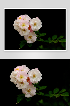 植物绿植蔷薇花摄影图片