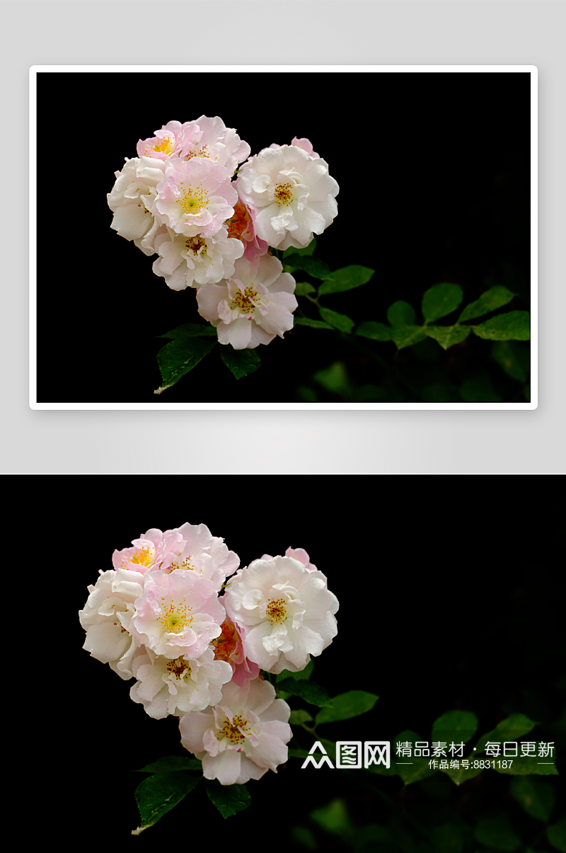 植物绿植蔷薇花摄影图片素材
