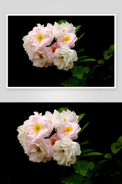 植物绿植蔷薇花摄影图片