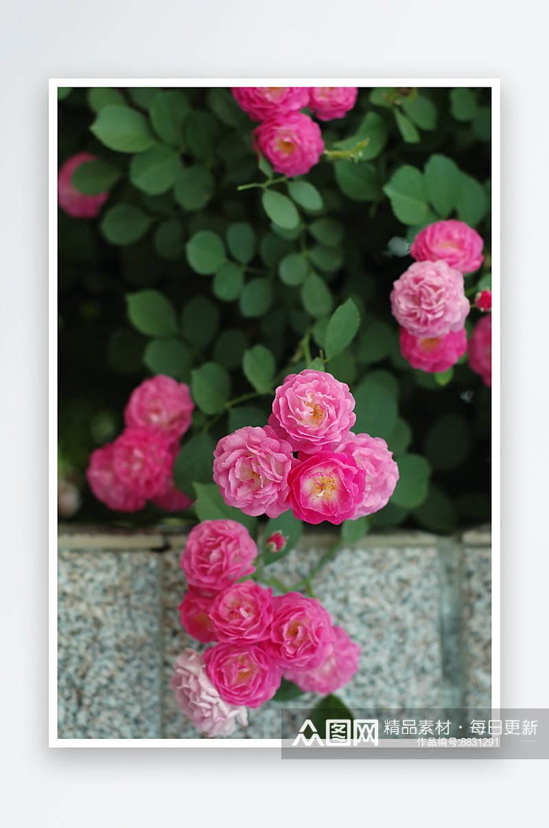 蔷薇花摄影图片素材素材