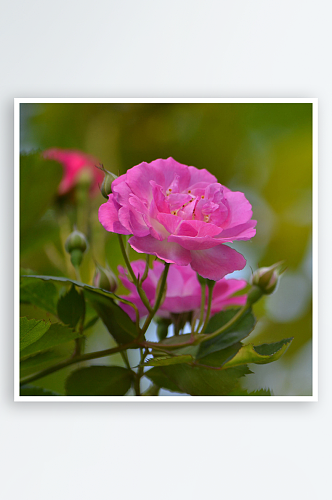 蔷薇花卉图片素材