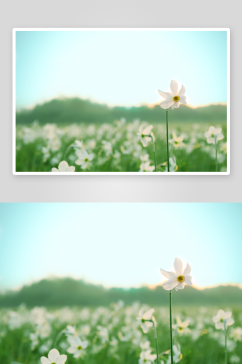 水仙花花卉摄影图片