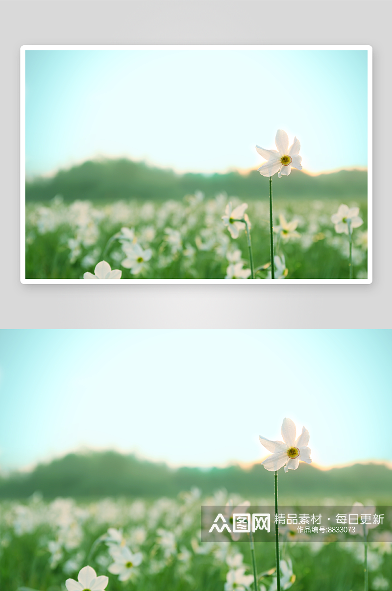 水仙花花卉摄影图片素材