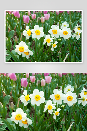水仙花花卉摄影图片