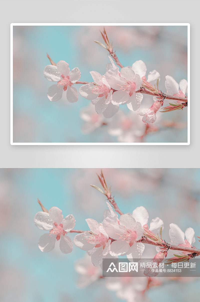 高清摄影花卉桃花图片素材