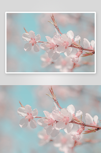 高清摄影花卉桃花图片