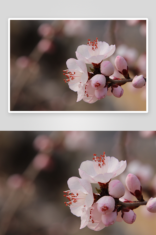 高清摄影花卉桃花图片