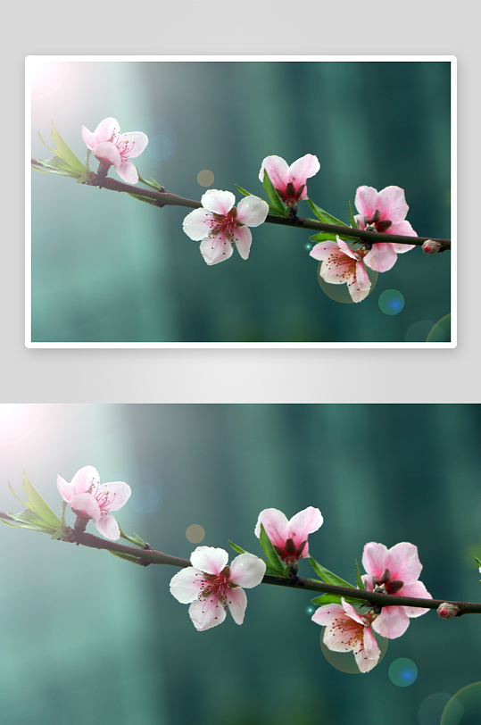 高清摄影花卉桃花图片
