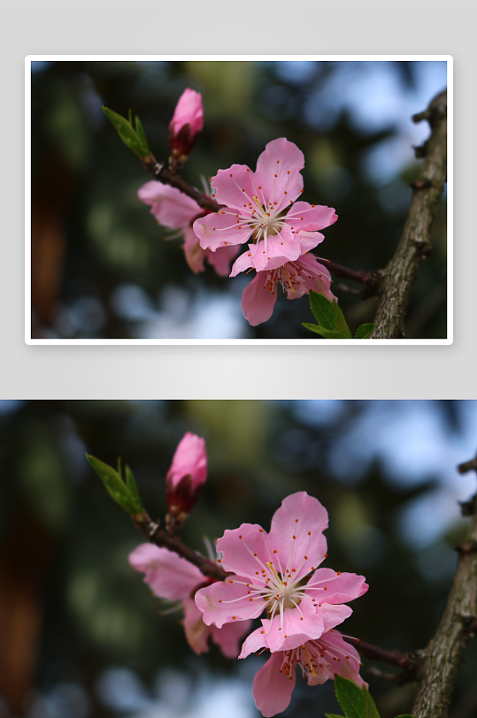 花卉桃花树枝摄影图