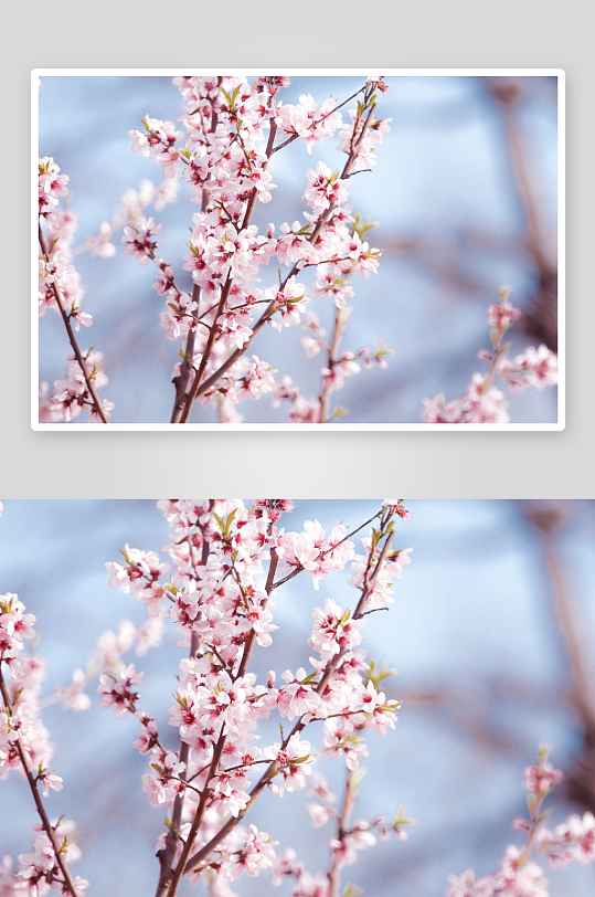 花卉桃花树枝摄影图