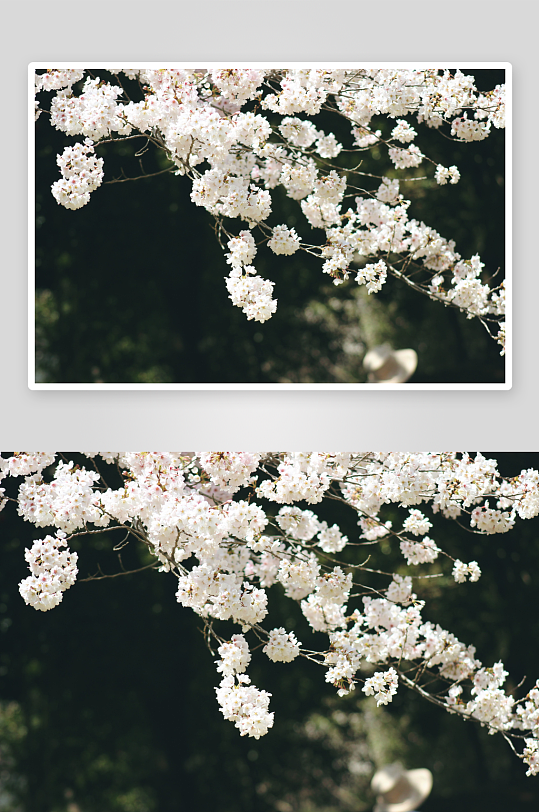 高清樱花花卉图片