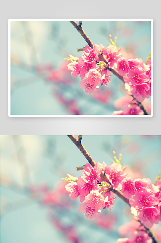 高清樱花花卉图片