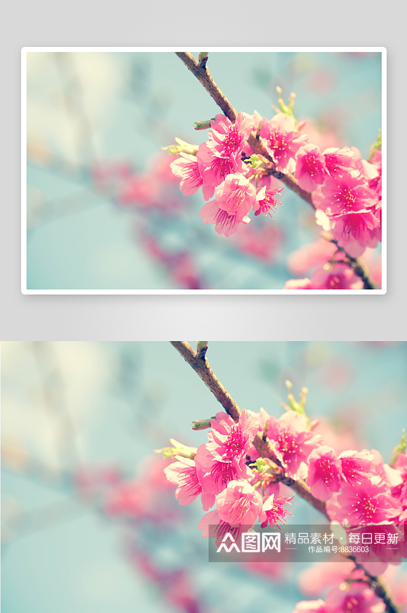 高清樱花花卉图片素材