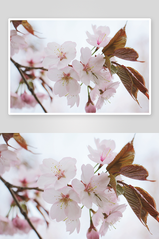 樱花唯美高清摄影图