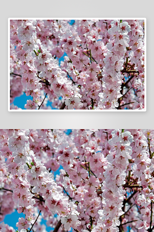 樱花唯美高清摄影图