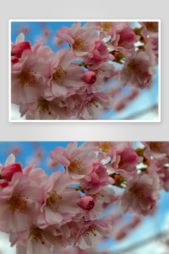 樱花高清摄影图片