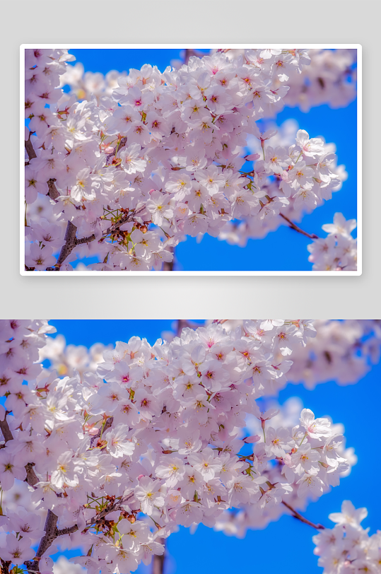 樱花高清摄影图片