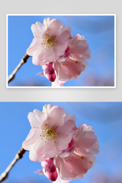 樱花高清风景画图片