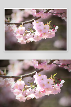 樱花高清风景画图片