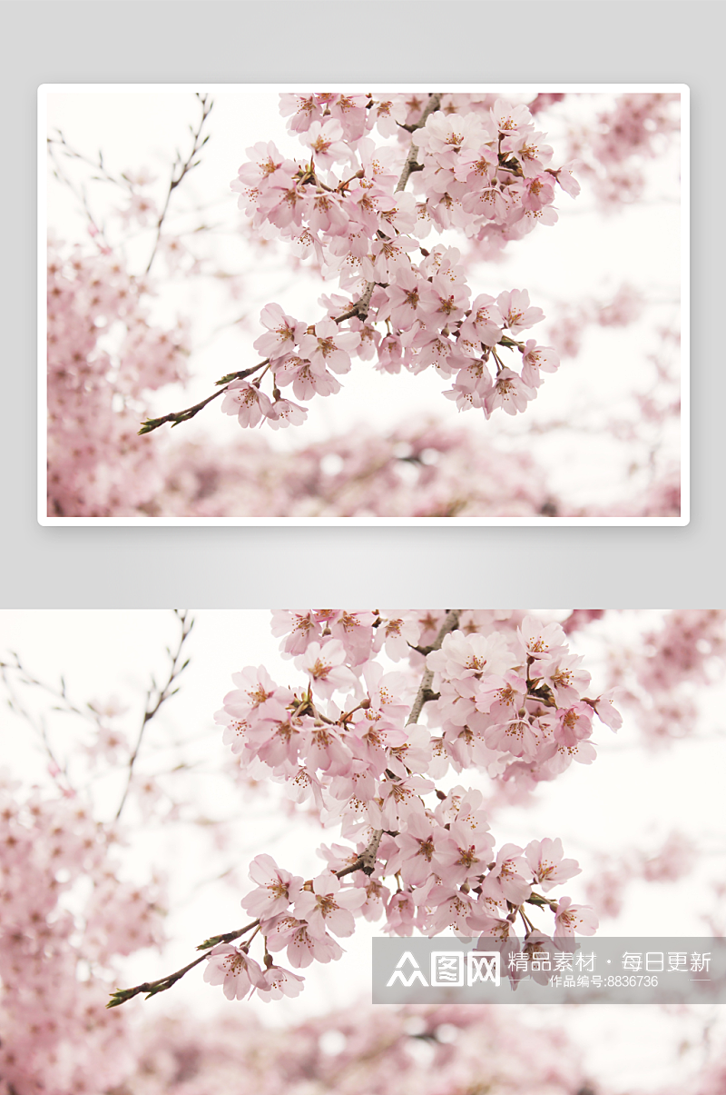 樱花图片高清摄影图素材