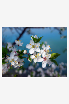 樱花图片高清摄影图