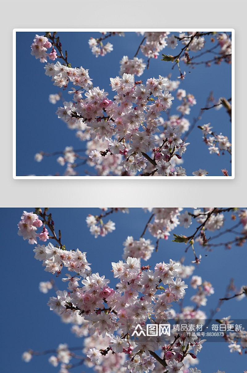 高清花卉樱花摄影素材