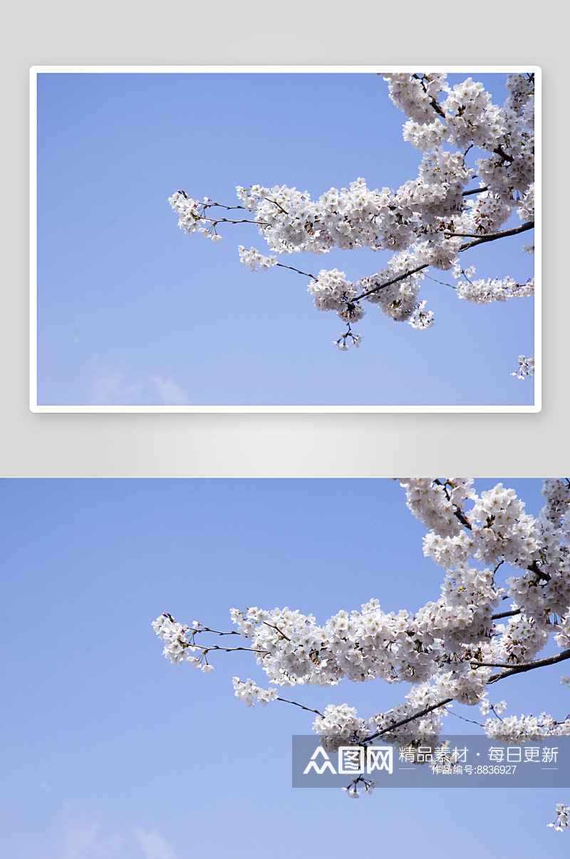 高清花卉樱花摄影素材
