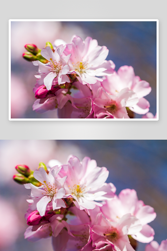 花卉樱花高清摄影图