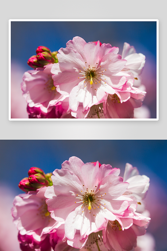 花卉樱花高清摄影图