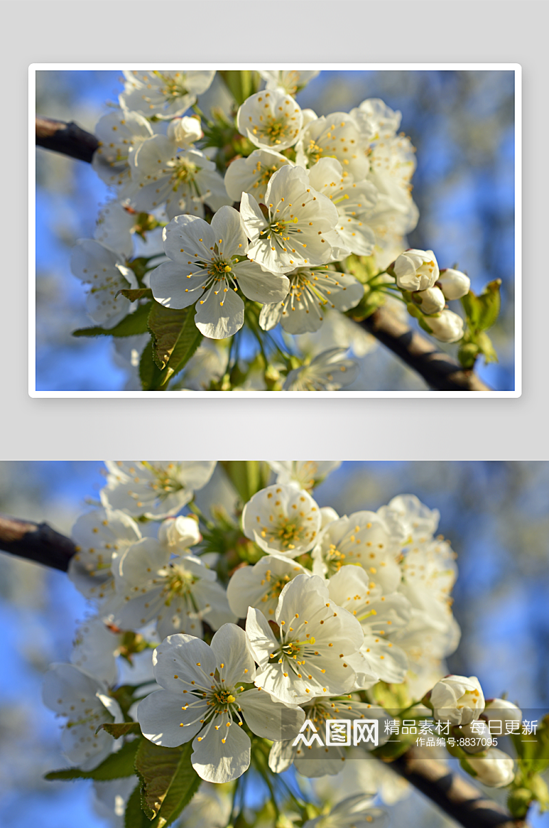 樱花花枝花卉摄影图片素材