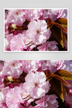 樱花花枝花卉摄影图片