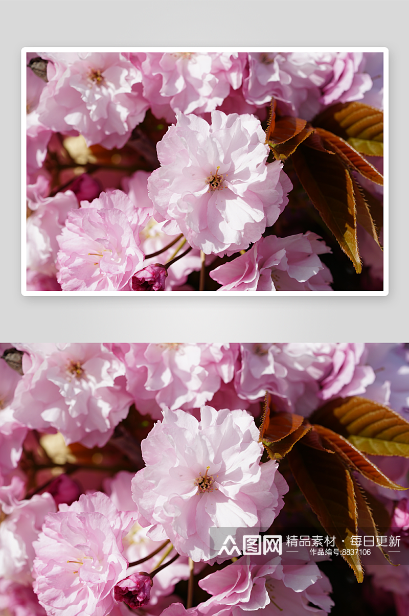 樱花花枝花卉摄影图片素材