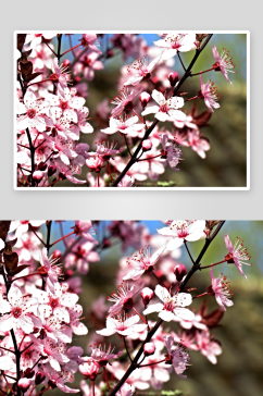 高清樱花摄影图片