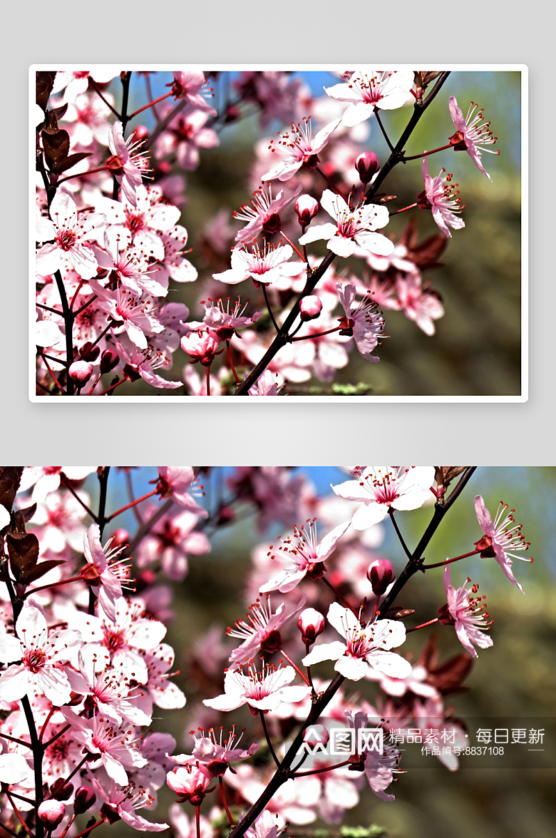 高清樱花摄影图片素材