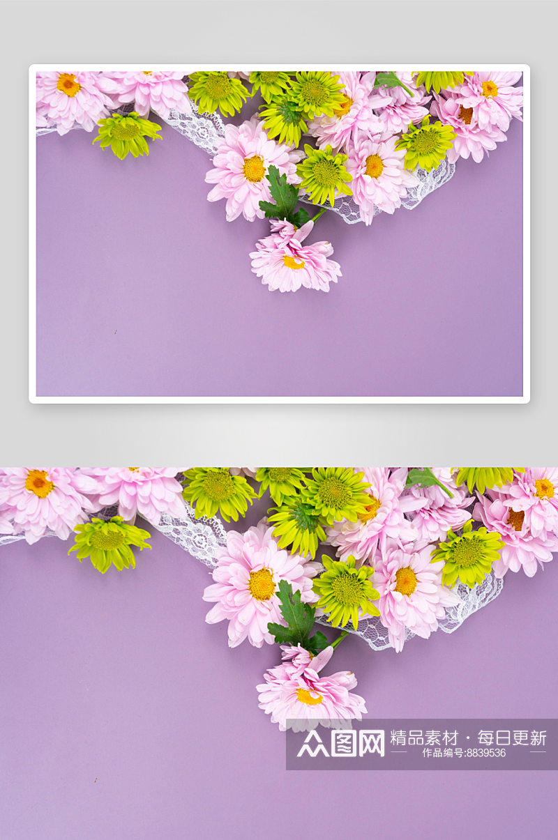 小雏菊唯美花卉高清图片素材