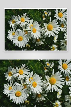 摄影花卉小雏菊图片