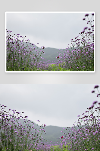 薰衣草花卉摄影图片