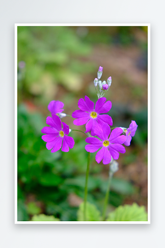 高清报春花鲜花摄影图