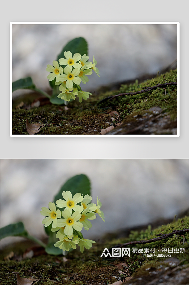 高清报春花鲜花摄影图素材