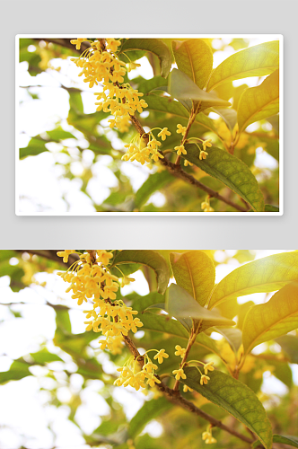 桂花树花卉摄影图片