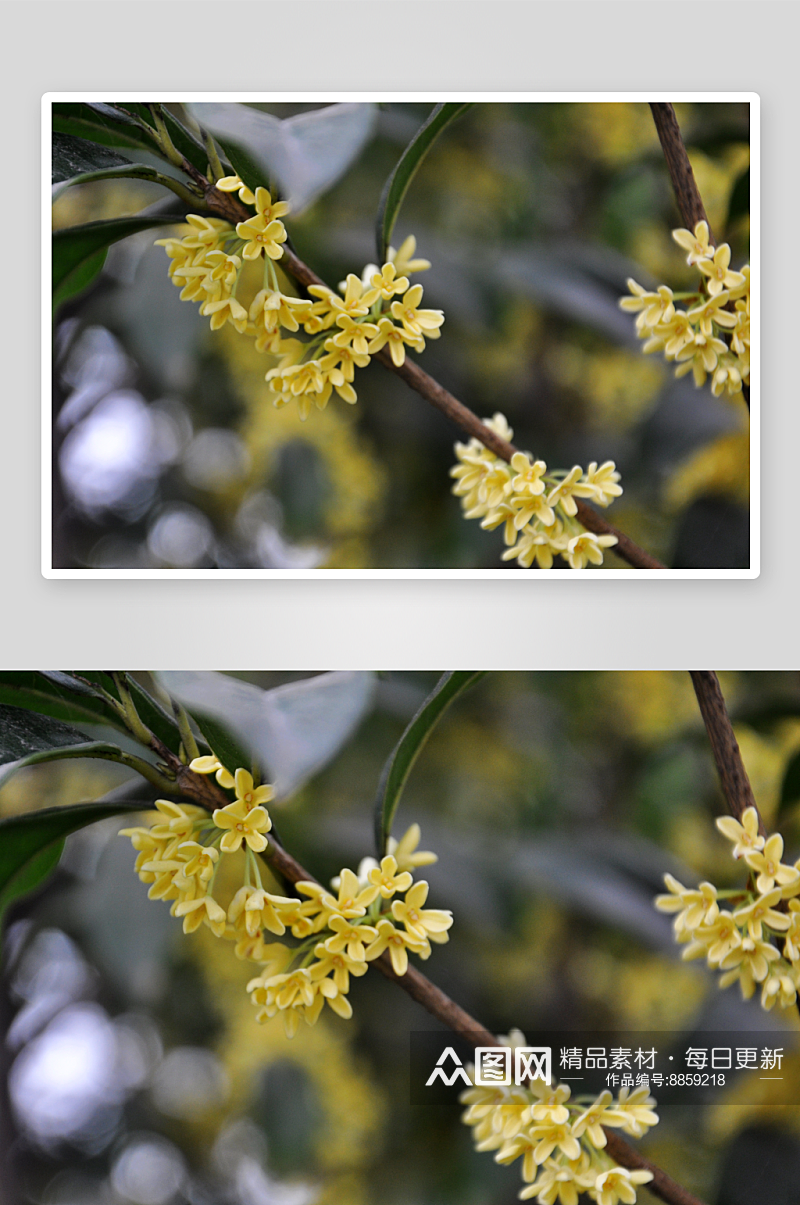 桂花树花卉摄影图片素材