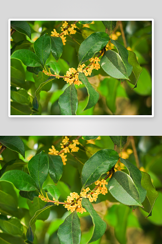 桂花树花卉摄影图片