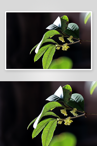 桂花树唯美花卉摄影图片