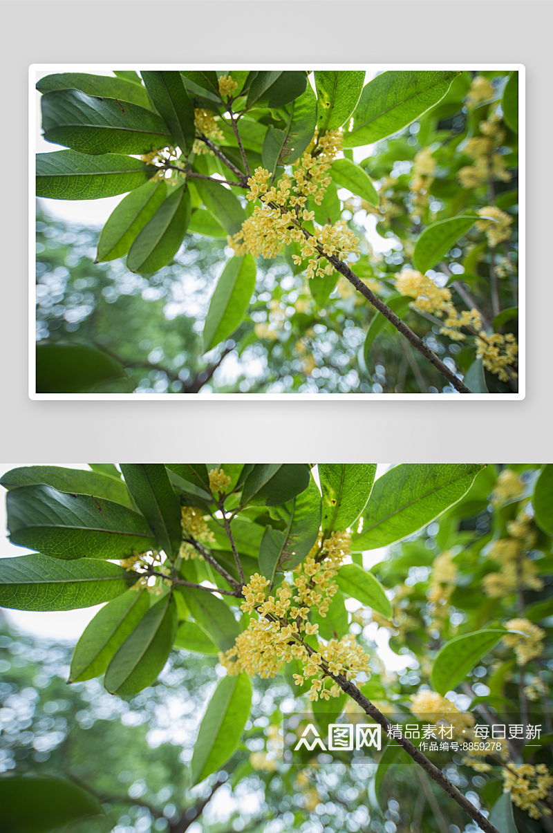 桂花树唯美花卉摄影图片素材