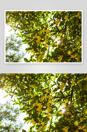 桂花树唯美花卉摄影图片