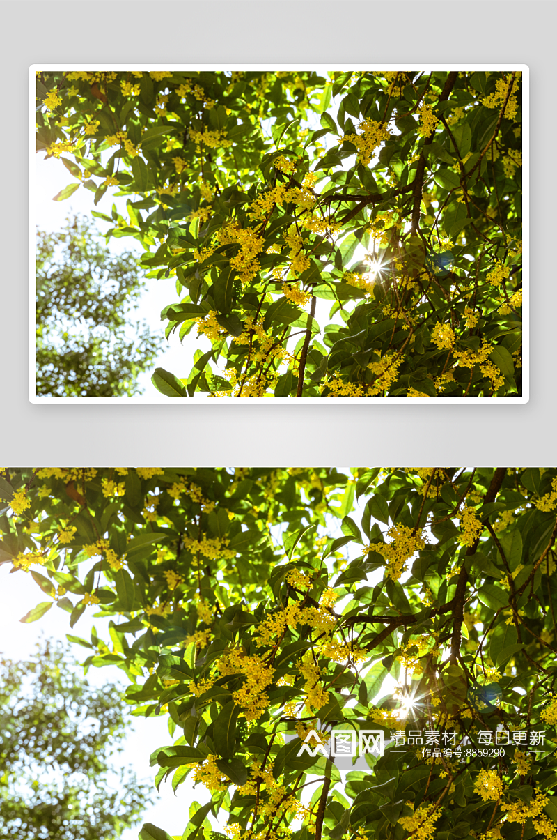 桂花树唯美花卉摄影图片素材