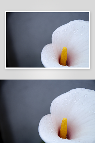 马蹄莲鲜花摄影图