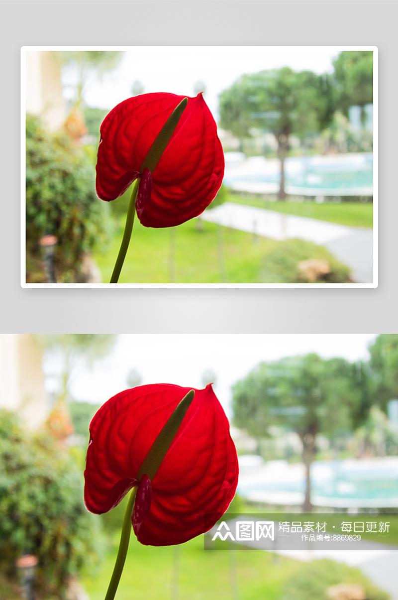 马蹄莲鲜花摄影图素材